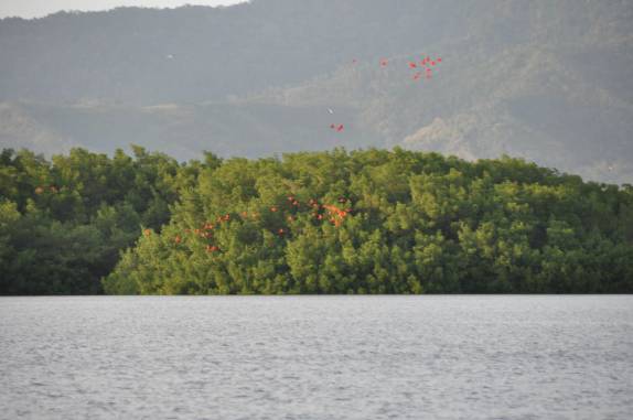 Guarás chegam às centenas, no fim da tarde, ao dormitório no pântano/mangue de Caroni, próximo à Port of Spain, em Trinidad e Tobago